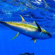Yellow-Fin Tuna
