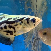Clouded Archerfish