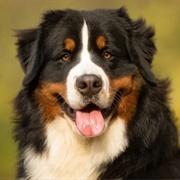 Bernese Mountain Dog