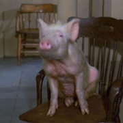 Arnold the Pig