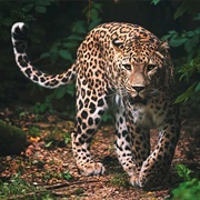 Caucasian Leopard