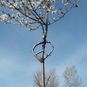 Reames- Arborsmith Studios