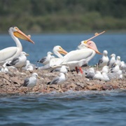 Pelican Island