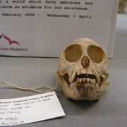 The Booth Museum of Natural History