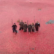 Cranberry Bogs in Massachusetts
