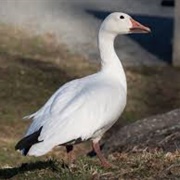 Lesser Snow Goose