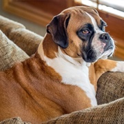 Boxer