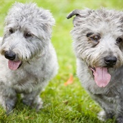 Glen of Imaal Terrier