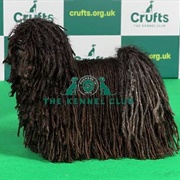 Hungarian Puli