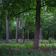 Sanctuary Woods
