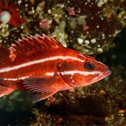 Rockfish