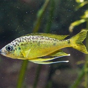 Ophthalmotilapia Nasuta