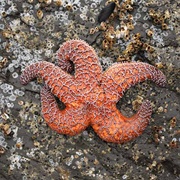 Common Sea Star