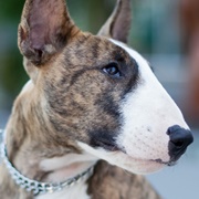 Bull Terrier