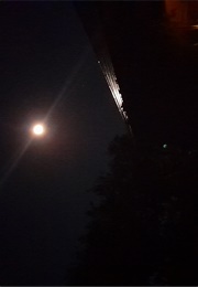 Hellebore the Wild Gods Issue (Maria J. Perez Cuervo)