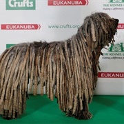 Bergamasco