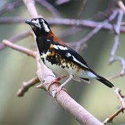 Chestnut-Backed Thrush