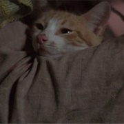 Higbert (Midnight Express, 1978)