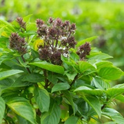 Magical Michael Basil