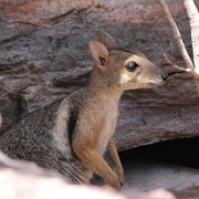 Eastern Short-Eared Rock-Wallaby