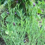 Pipicha (Porophyllum Linaria)