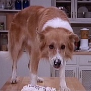 Mad About You: "Giblets for Murray" (S3,E8)