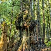 Canada's Knottiest Tree