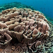 Lettuce Coral