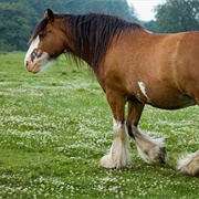 Clydesdale