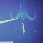 Octopus Waiting for Prey