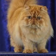 Persian Cat