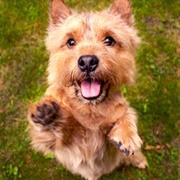 Norwich Terrier