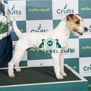 Parson Russell Terrier