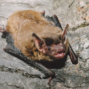 Eastern False Pipistrelle