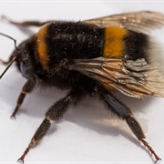 Buff-Tailed Bumblebee
