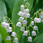 Lily of the Valley