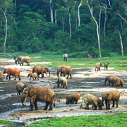 Dzanga-Sangha National Park, Central African Republic