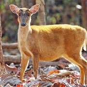 Indian Muntjac
