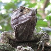 Herpetophobia - The Fear of Reptiles