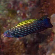Comet Wrasse