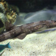 White Spotted Bamboo Shark