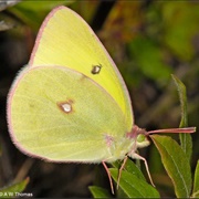 Pink Edged Sulphur