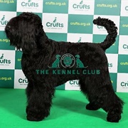 Russian Black Terrier