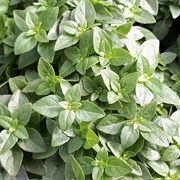 Greek Yevani Basil