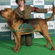 Bloodhound