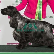 Spaniel (Cocker)