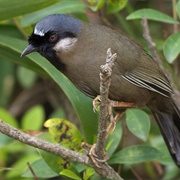 Black-Throated Laughing Thrush