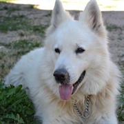 White Swiss Shepherd Dog