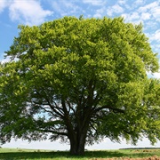 Dendrophobia - The Fear of Trees