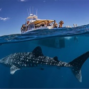 Swim With Whale Shark in Ningaloo Bay